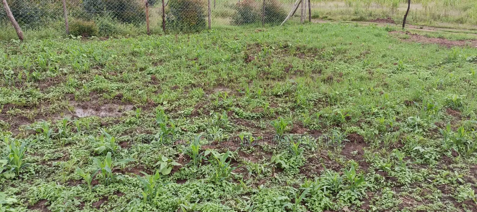 50x100 Plot Land Available in Kikuyu Karai - Seize the Land Ownership Dream Today in Karai