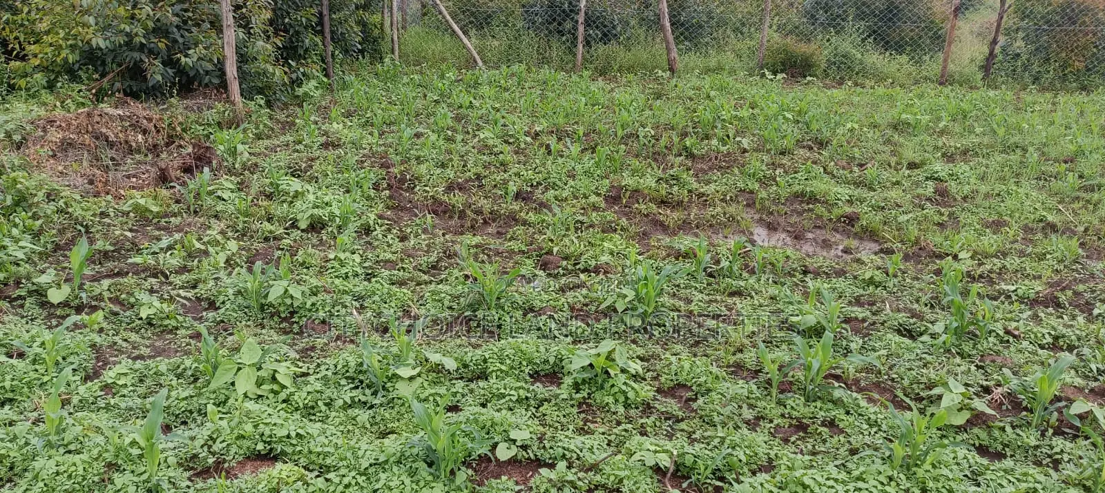 50x100 Plot Land Available in Kikuyu Karai - Seize the Land Ownership Dream Today in Karai