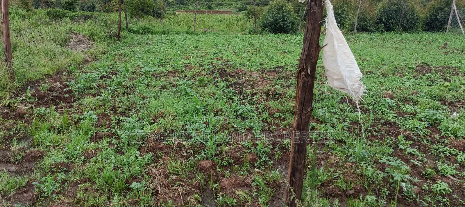 50x100 Acres Land in Nachu, Kikuyu - Perfect for Residential or Agricultural Use in Karai