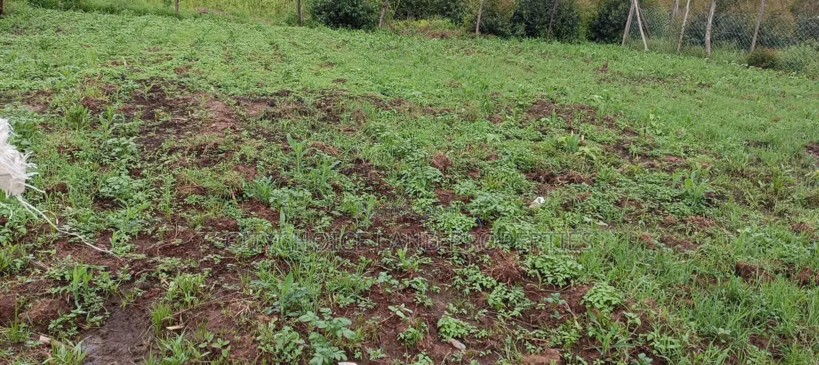 50x100 Acres Land in Nachu, Kikuyu - Perfect for Residential or Agricultural Use in Karai