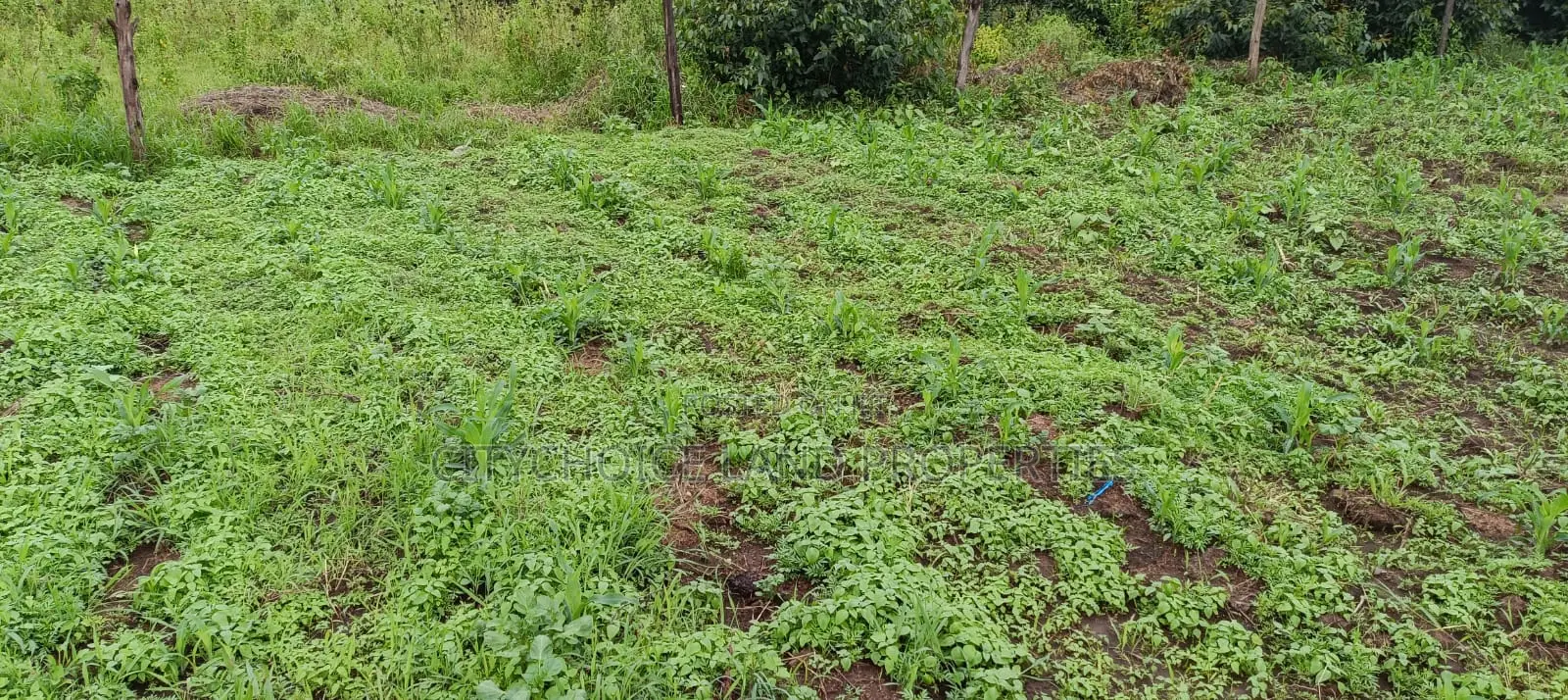 50x100 Acres Land in Nachu, Kikuyu - Perfect for Residential or Agricultural Use in Karai