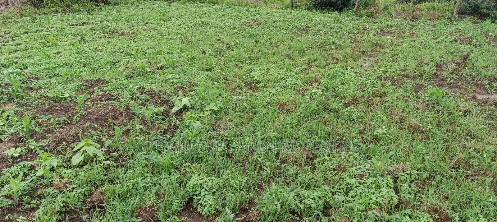 50x100 Acres Land in Nachu, Kikuyu - Perfect for Residential or Agricultural Use in Karai