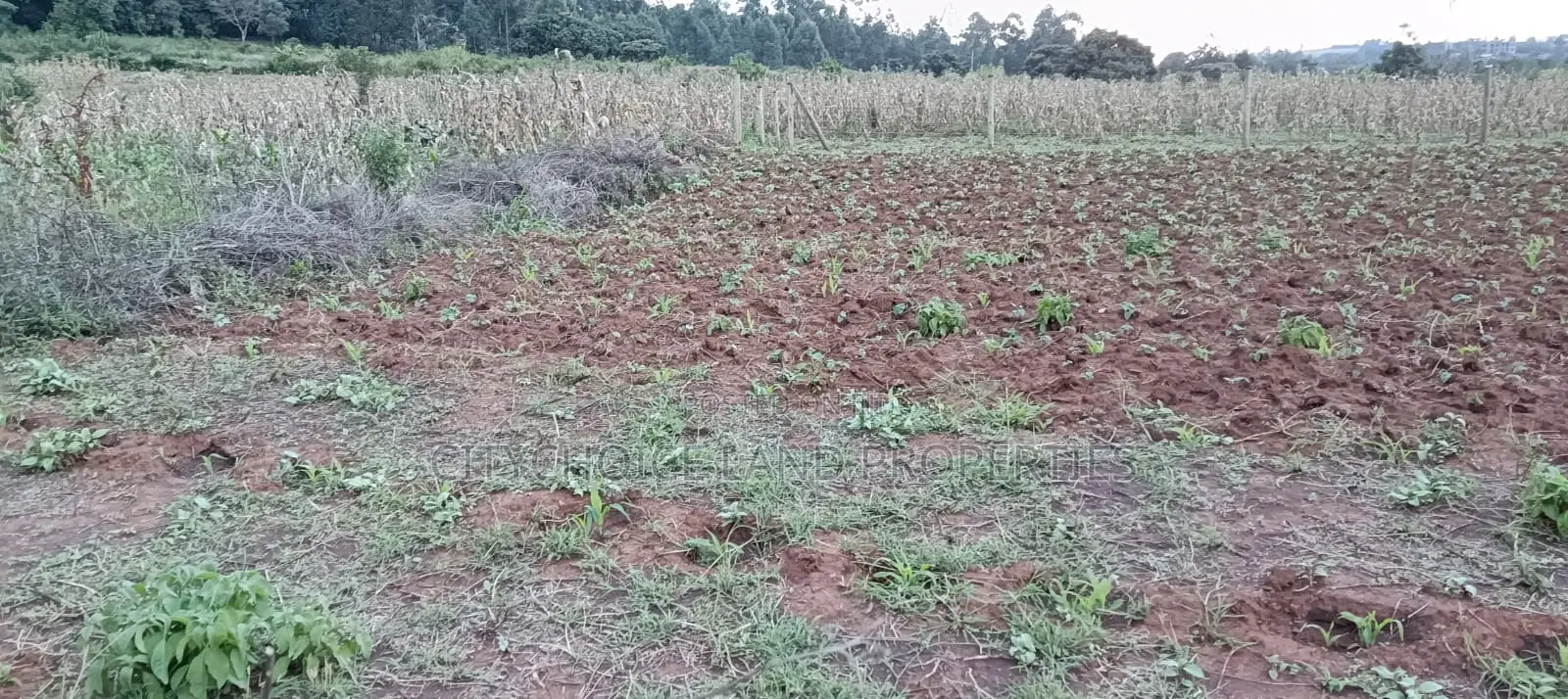 prime 50x100 plot for sale in Gikambura - ideal investment opportunity in Karai