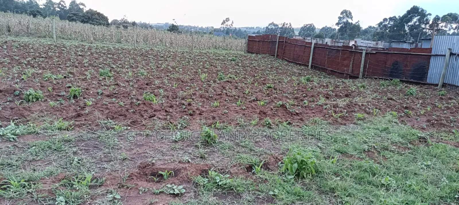 Budget-Friendly 50x100 Plot in Jambo Tv Kikuyu in Karai
