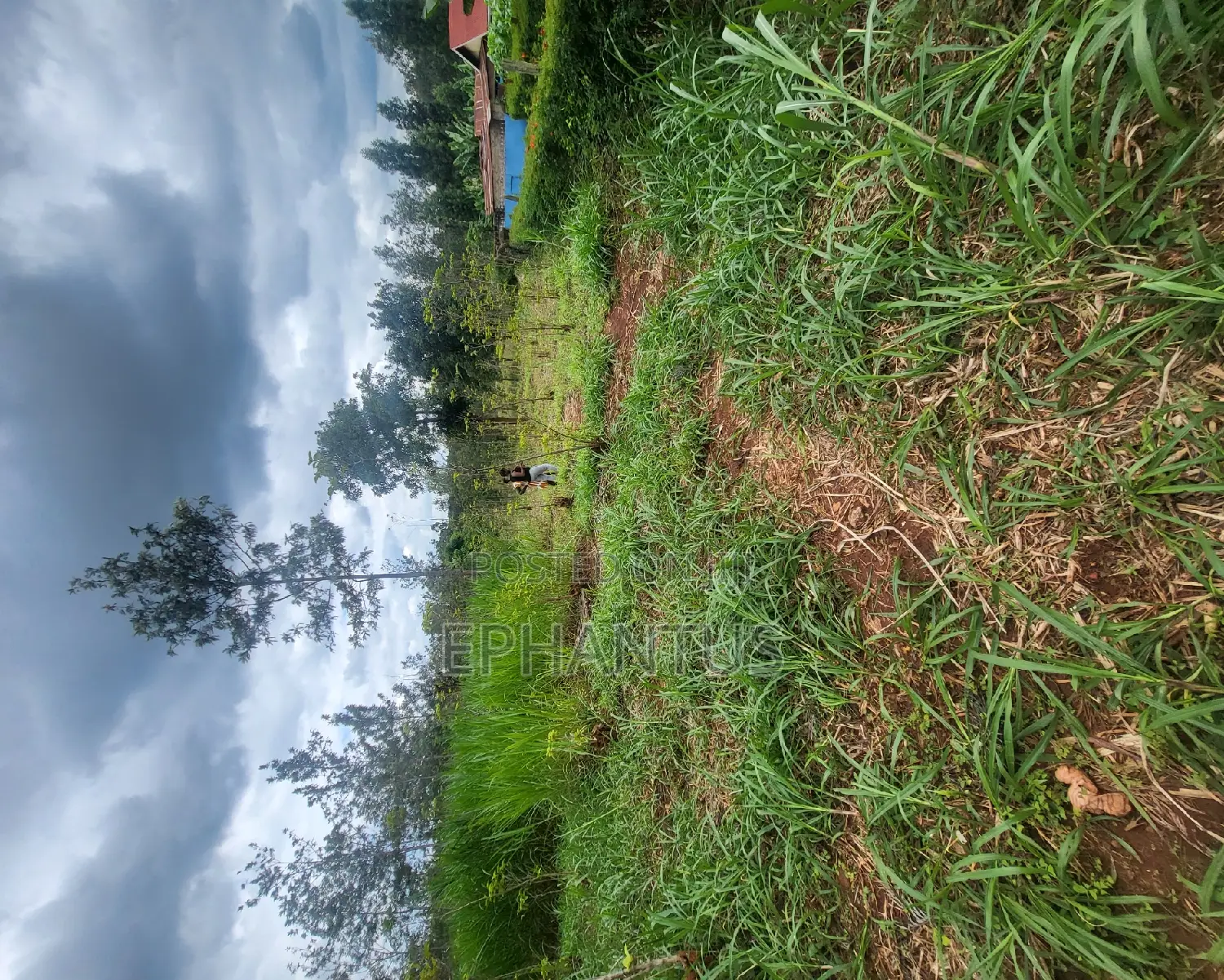 Kimunyu-Kenyatta Road Plot for Sale: 50 by 100 Square Meters in Kenyatta Road / Theta 
