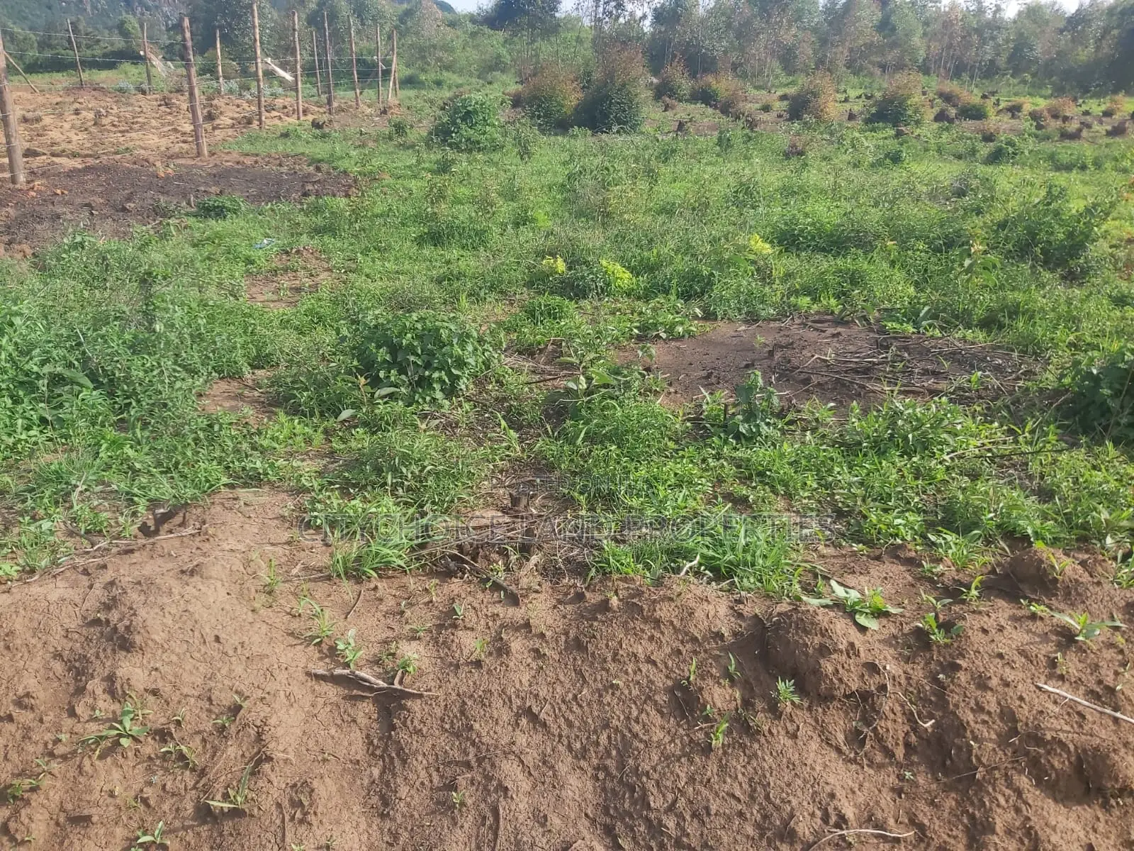Karai 50x100 Plot - Perfect for Investment in Karai