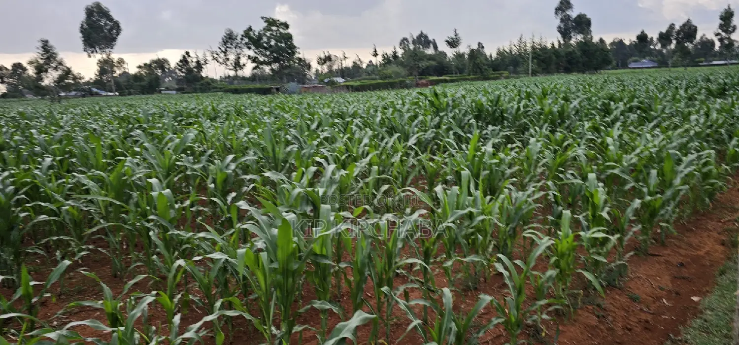 1 Acre Property in Sogomo Kapndani, Eldoret, Kwa DL - For Sale in Kimumu