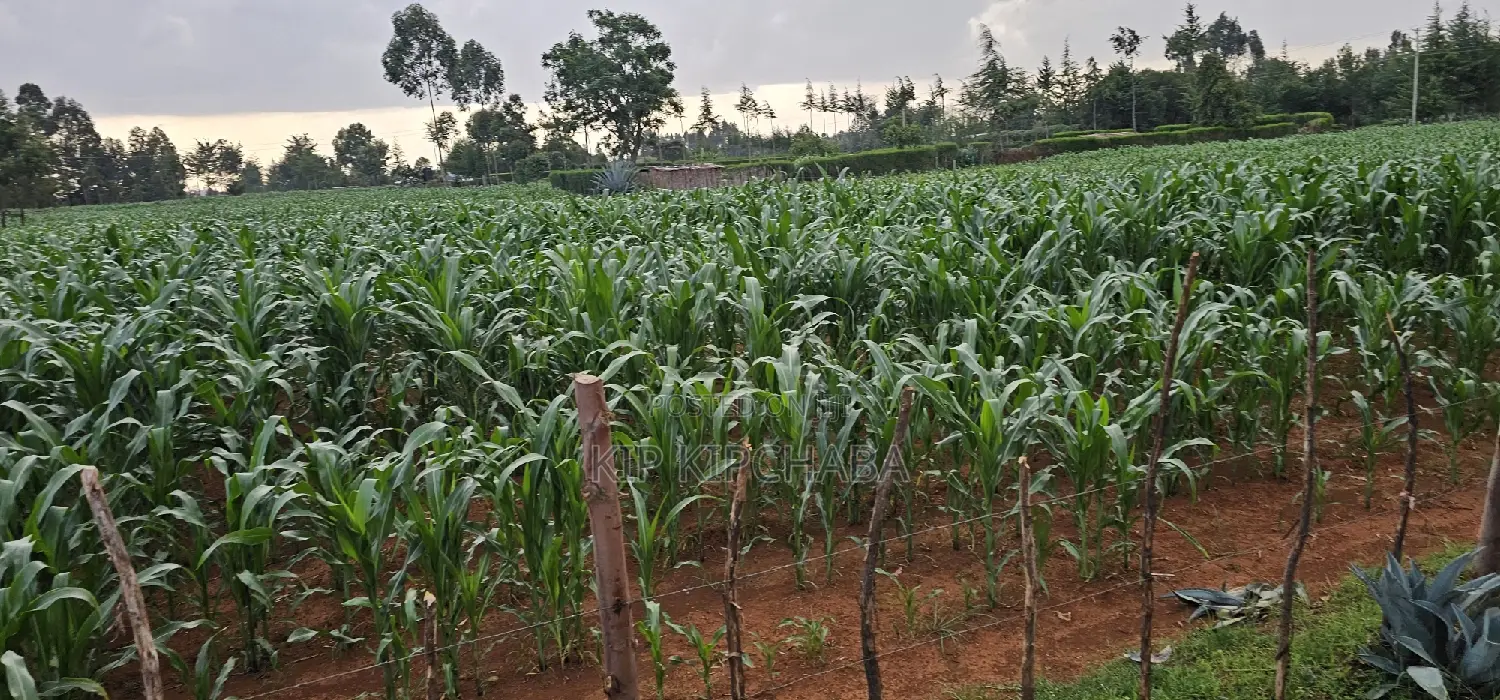 1 Acre Property in Sogomo Kapndani, Eldoret, Kwa DL - For Sale in Kimumu
