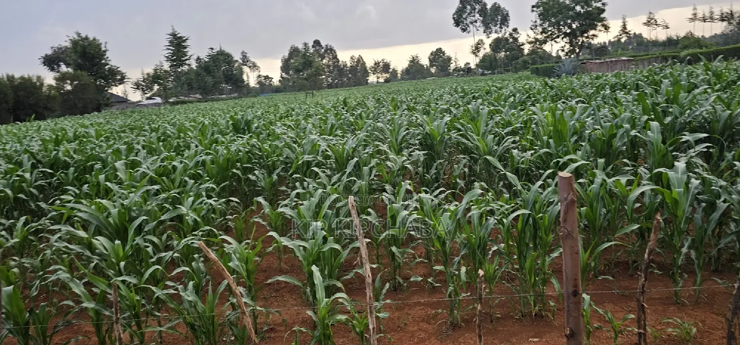 1 Acre Property in Sogomo Kapndani, Eldoret, Kwa DL - For Sale in Kimumu