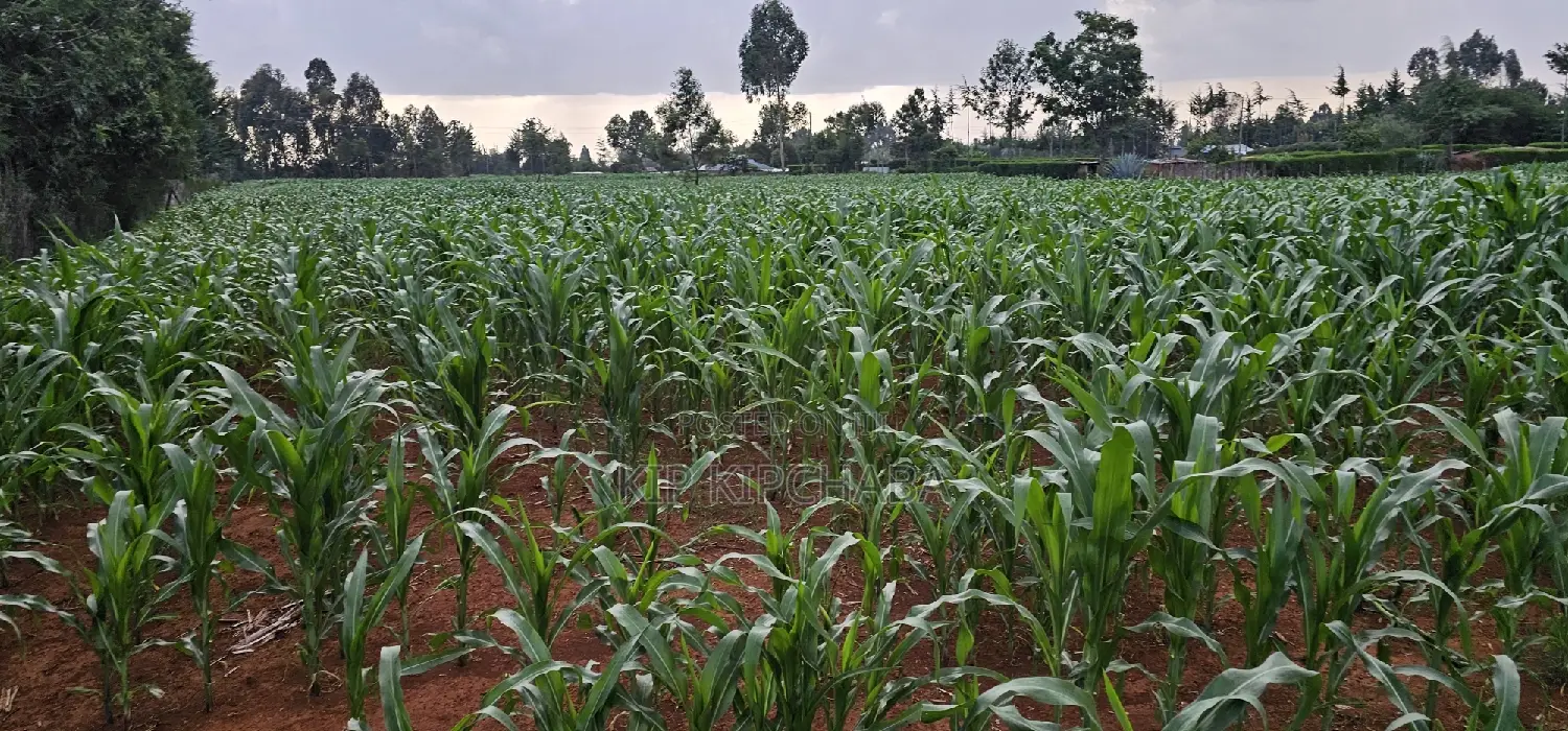 1 Acre Property in Sogomo Kapndani, Eldoret, Kwa DL - For Sale in Kimumu