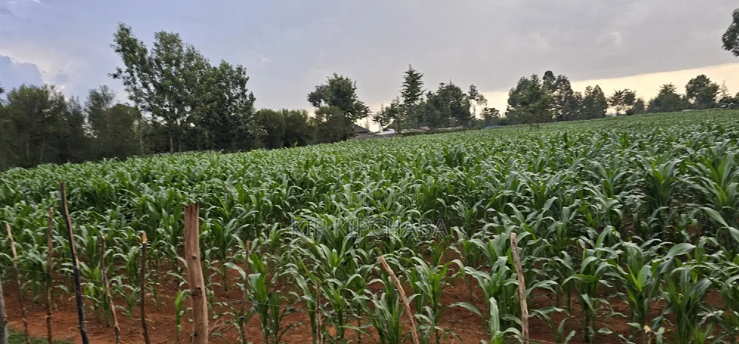1 Acre Property in Sogomo Kapndani, Eldoret, Kwa DL - For Sale in Kimumu