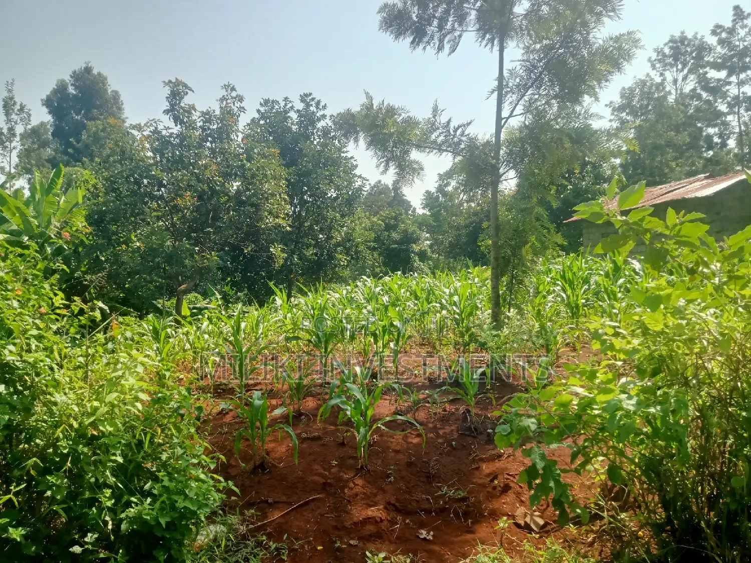 Kenol: Quarter Acre Land for Sale - Don't Miss Out! in Kimorori/Wempa