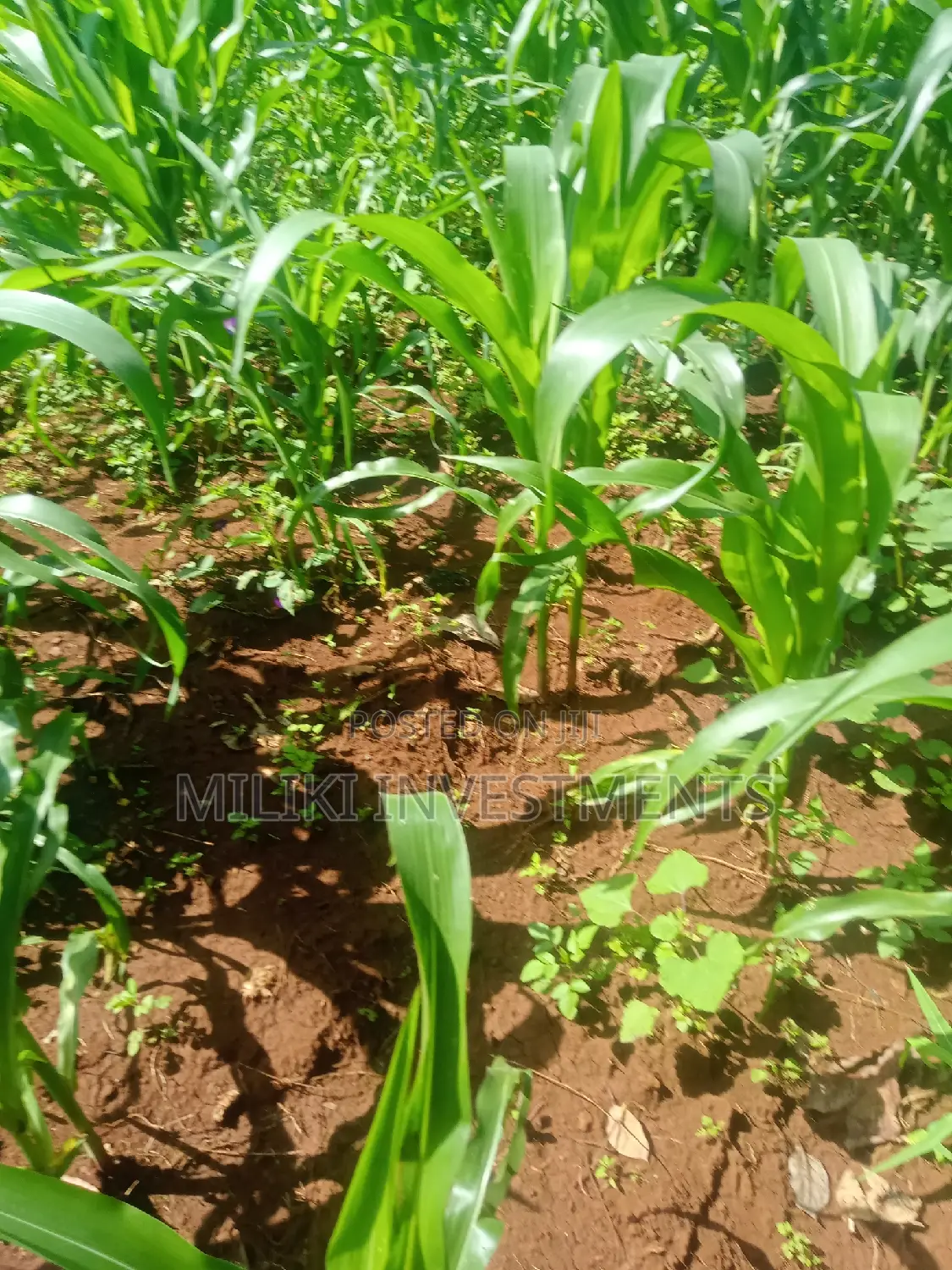Kenol: Quarter Acre Land for Sale - Don't Miss Out! in Kimorori/Wempa