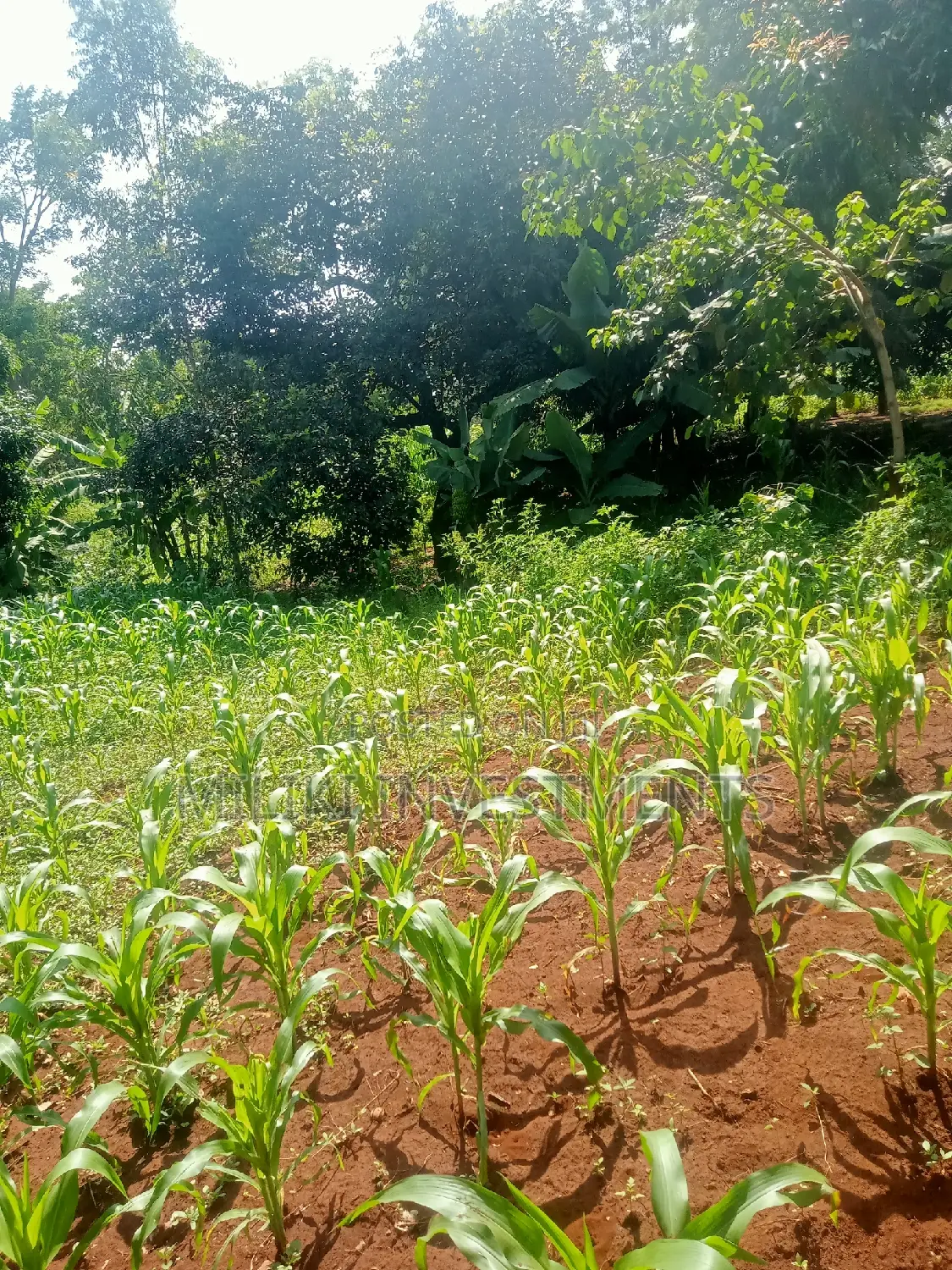 Kenol: Quarter Acre Land for Sale - Don't Miss Out! in Kimorori/Wempa
