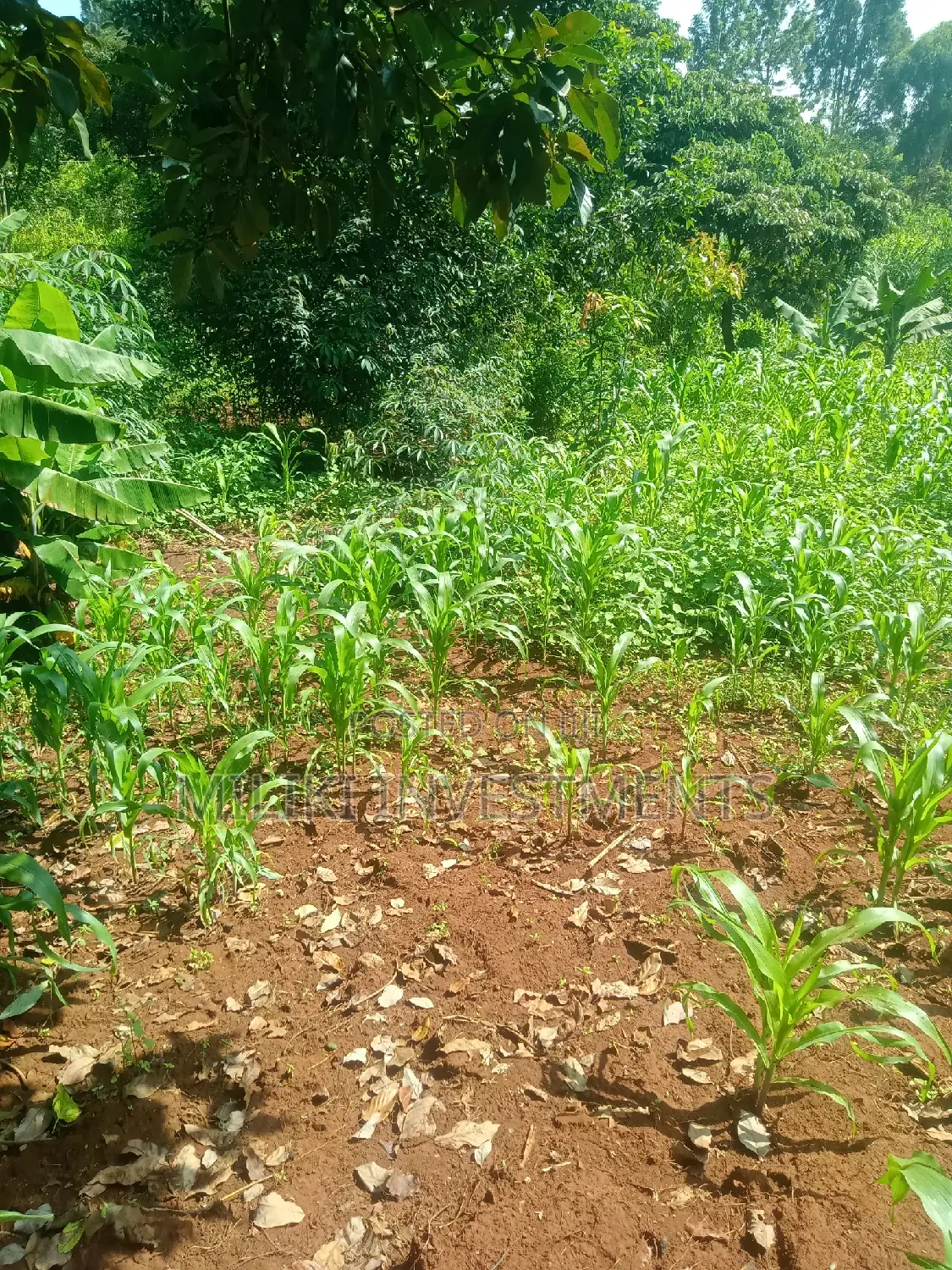 Kenol: Quarter Acre Land for Sale - Don't Miss Out! in Kimorori/Wempa