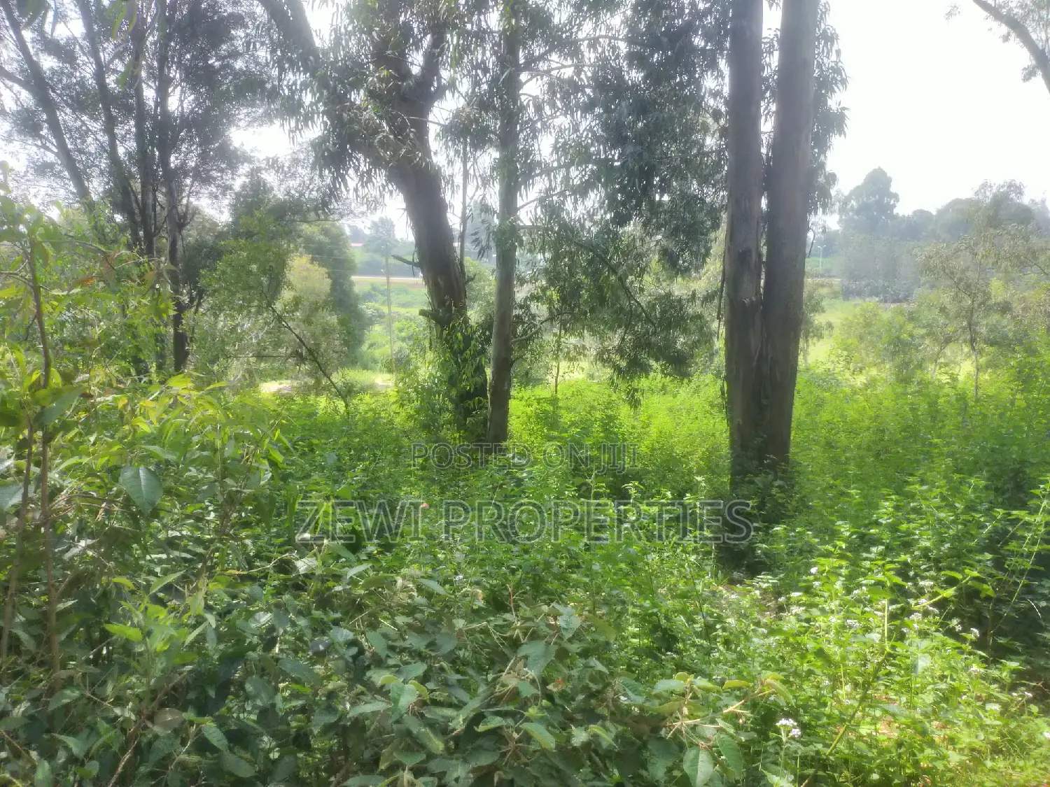 6-Acre Paradise: Ideal Home Site with Abundant Space and Scenic Views in Karen