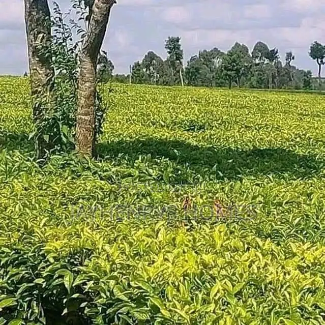 Prime 12.5-Acre Land for Sale in Riara Ridge, Tigoni in Tigoni