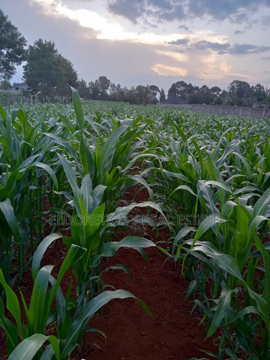 1/4 Plus 1/8 Plot Kiplombe With Title in Kapsuswa