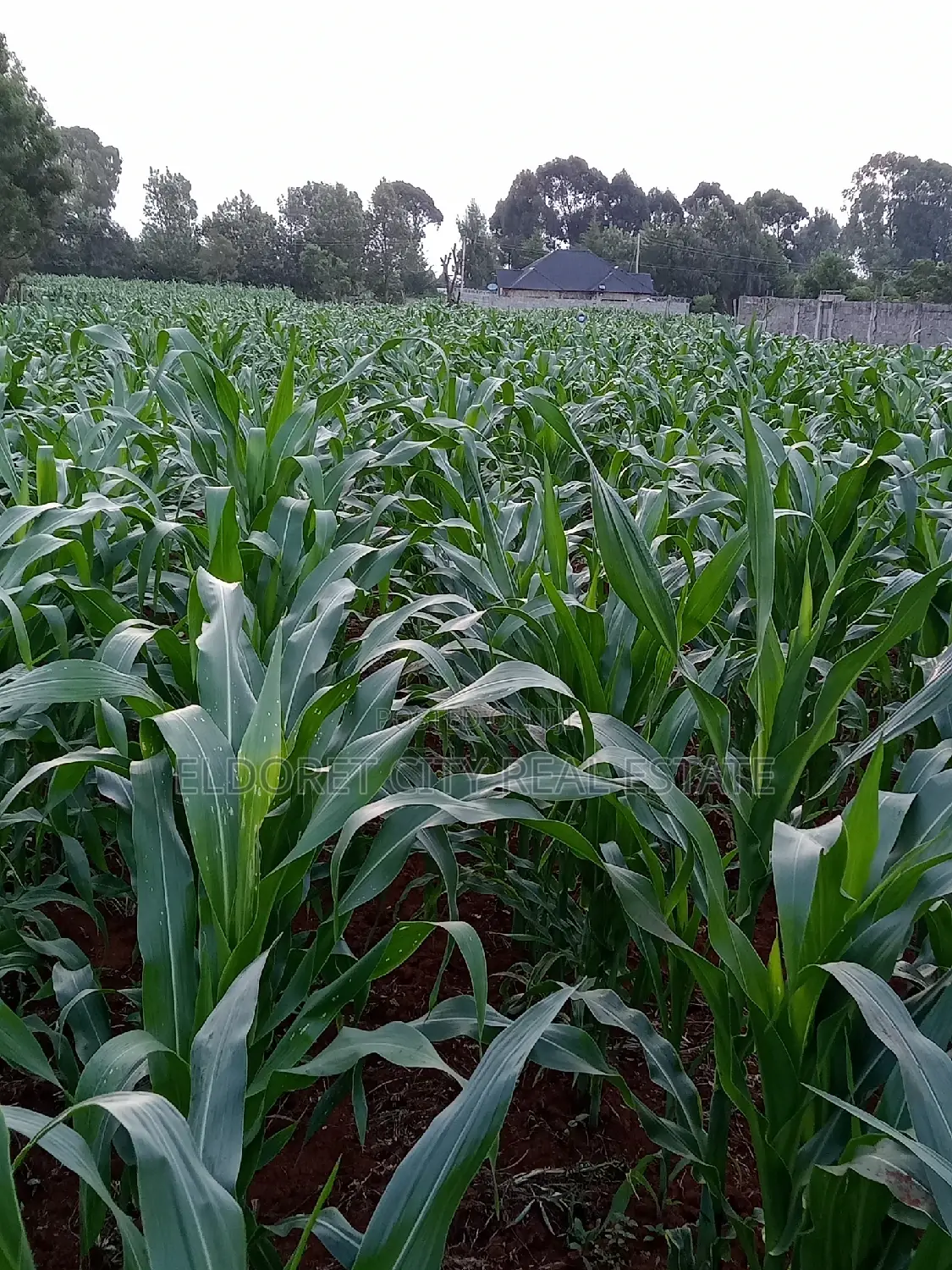 1/4 Plus 1/8 Plot Kiplombe With Title in Kapsuswa