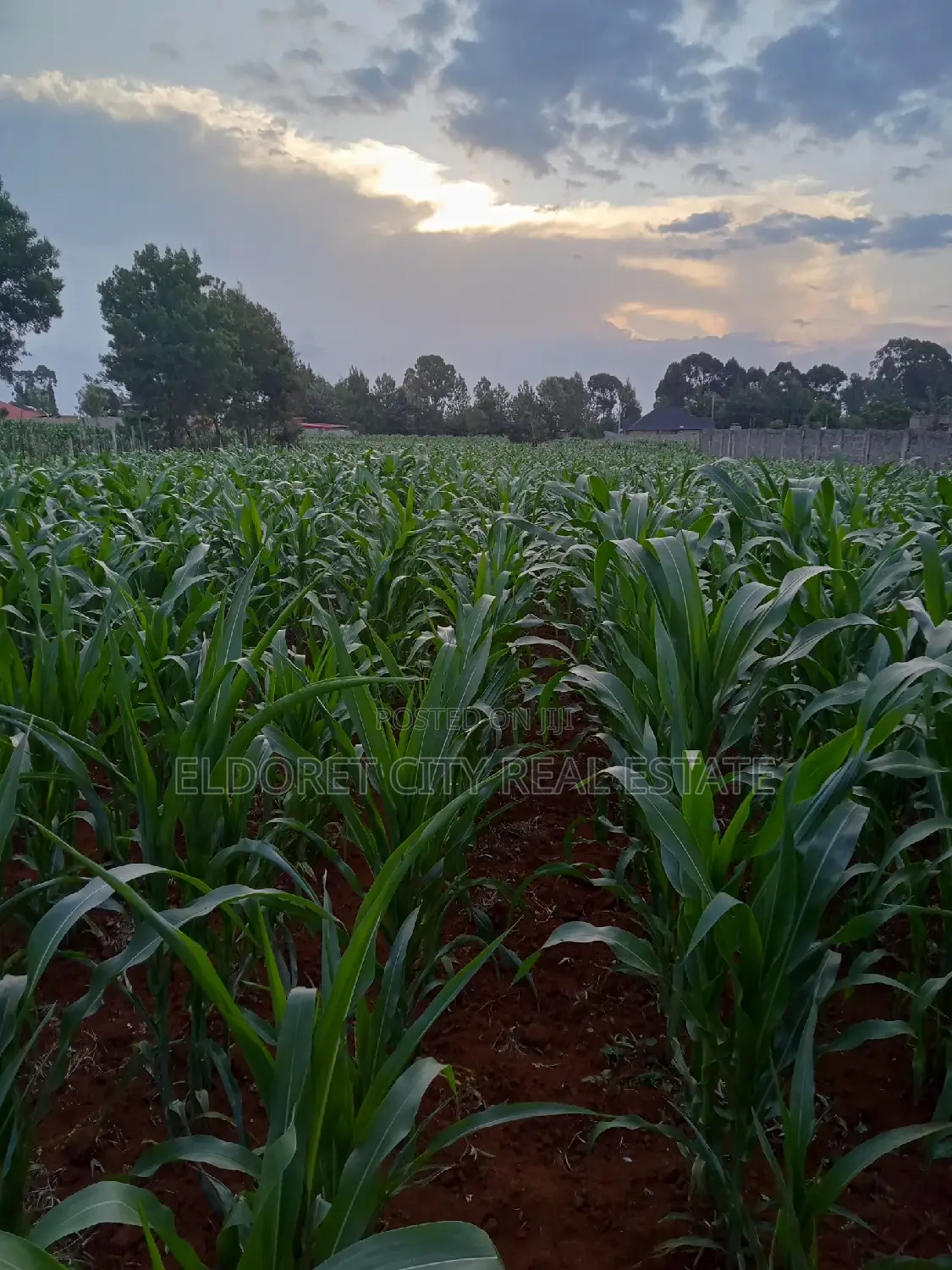1/4 Plus 1/8 Plot Kiplombe With Title in Kapsuswa