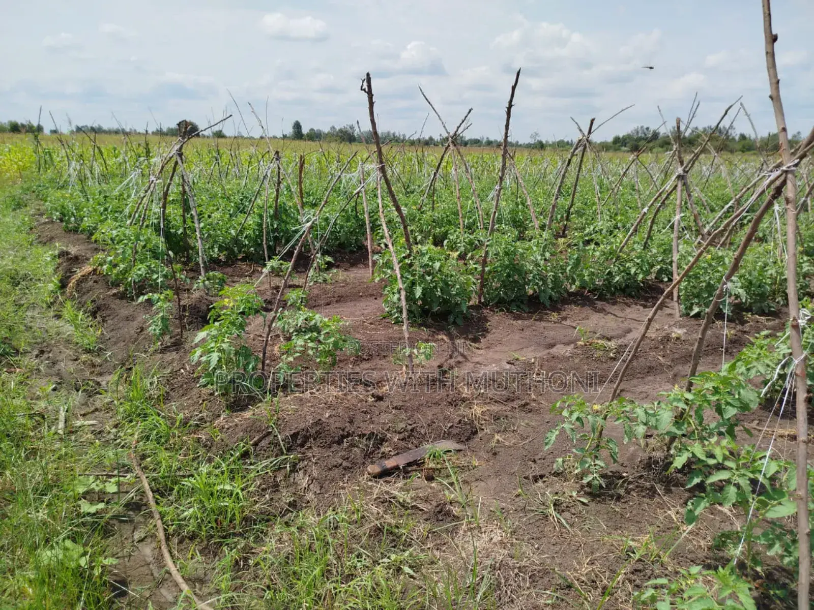 4 Acres of Prime Land in Kiamikuyu, Mwea, Kirinyaga for Sale in Mutithi