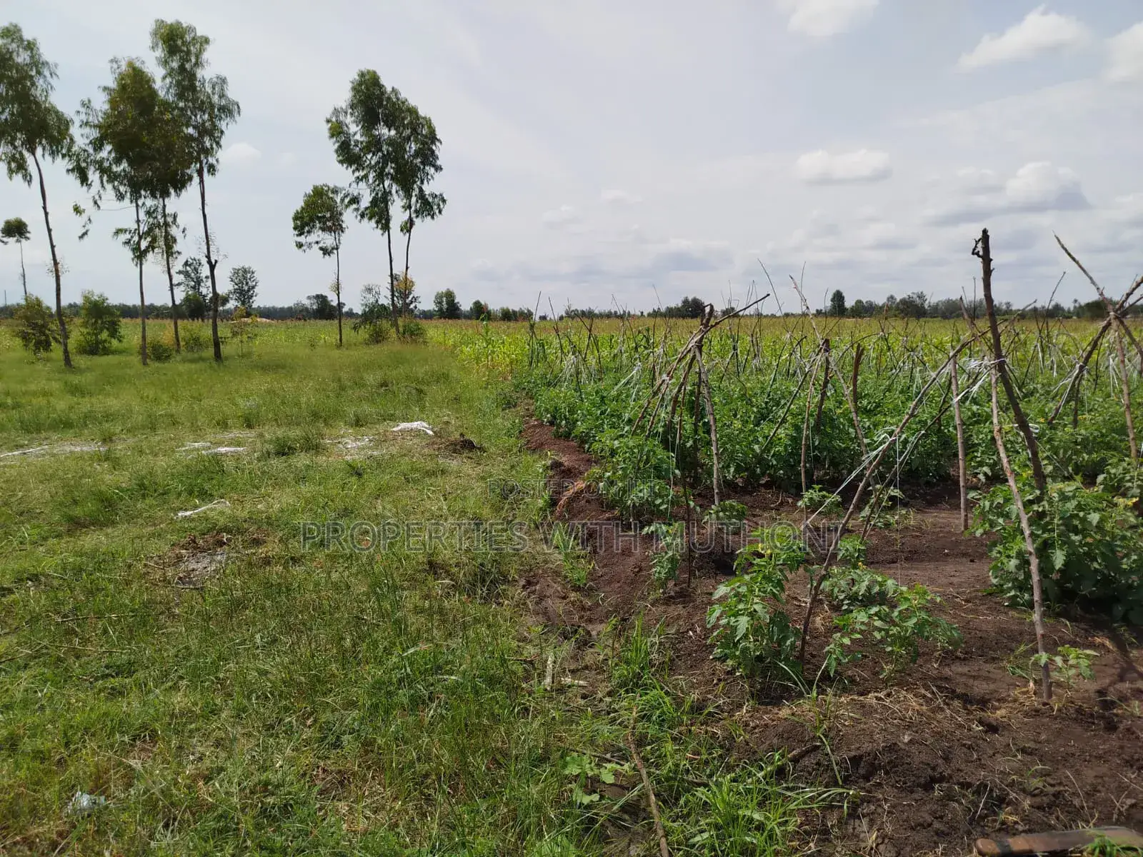 4 Acres of Prime Land in Kiamikuyu, Mwea, Kirinyaga for Sale in Mutithi