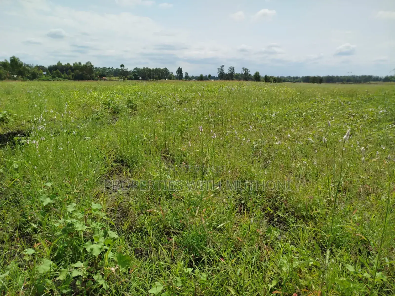 4 Acres of Prime Land in Kiamikuyu, Mwea, Kirinyaga for Sale in Mutithi