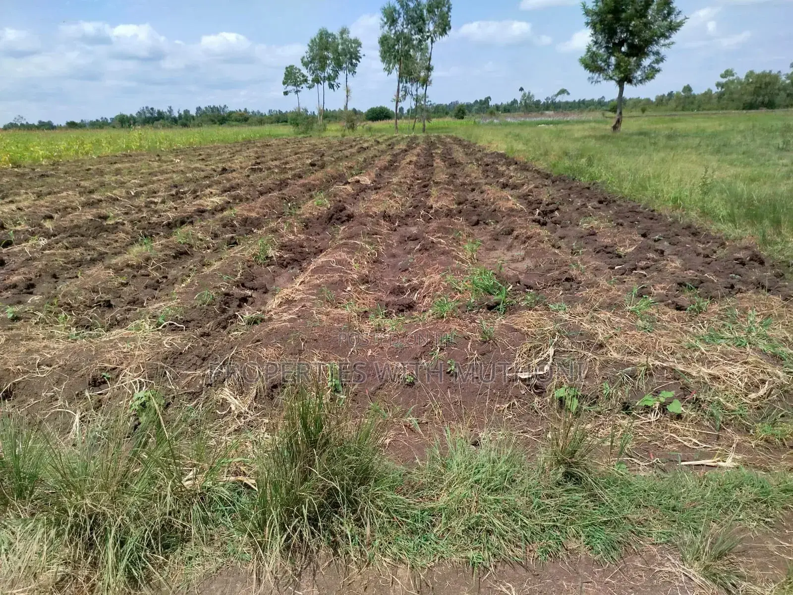 4 Acres of Prime Land in Kiamikuyu, Mwea, Kirinyaga for Sale in Mutithi