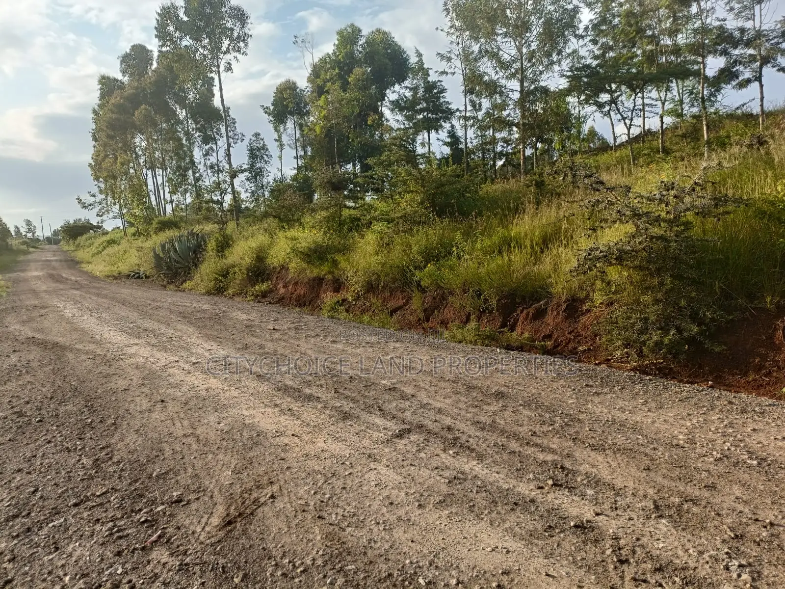 Prime 50x100 Land Plot in Nachu Kikuyu - Seize the Opportunity! in Thogoto