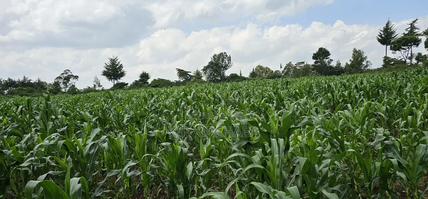 2 Acres of Land in Chepkanga Eldoret - Perfect for Your Dream Project! in Racecourse