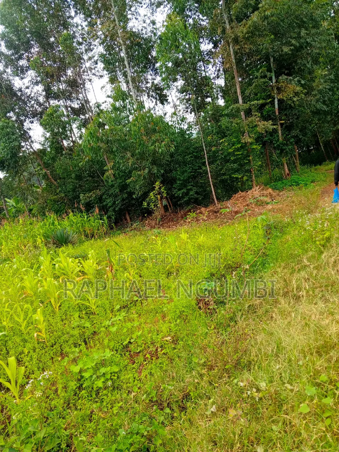 Discover 50*100 Plots at Mavivye Mumbuni Today! in Machakos Town