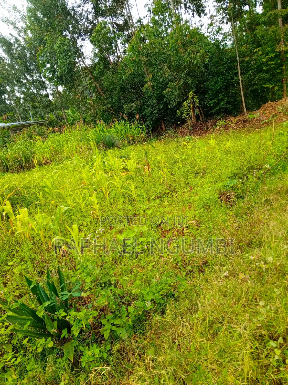 Discover 50*100 Plots at Mavivye Mumbuni Today! in Machakos Town