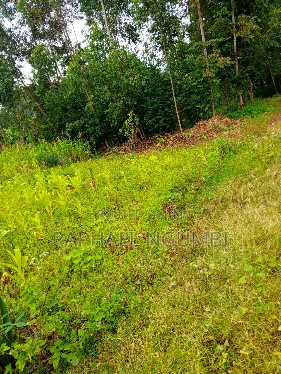 Discover 50*100 Plots at Mavivye Mumbuni Today! in Machakos Town