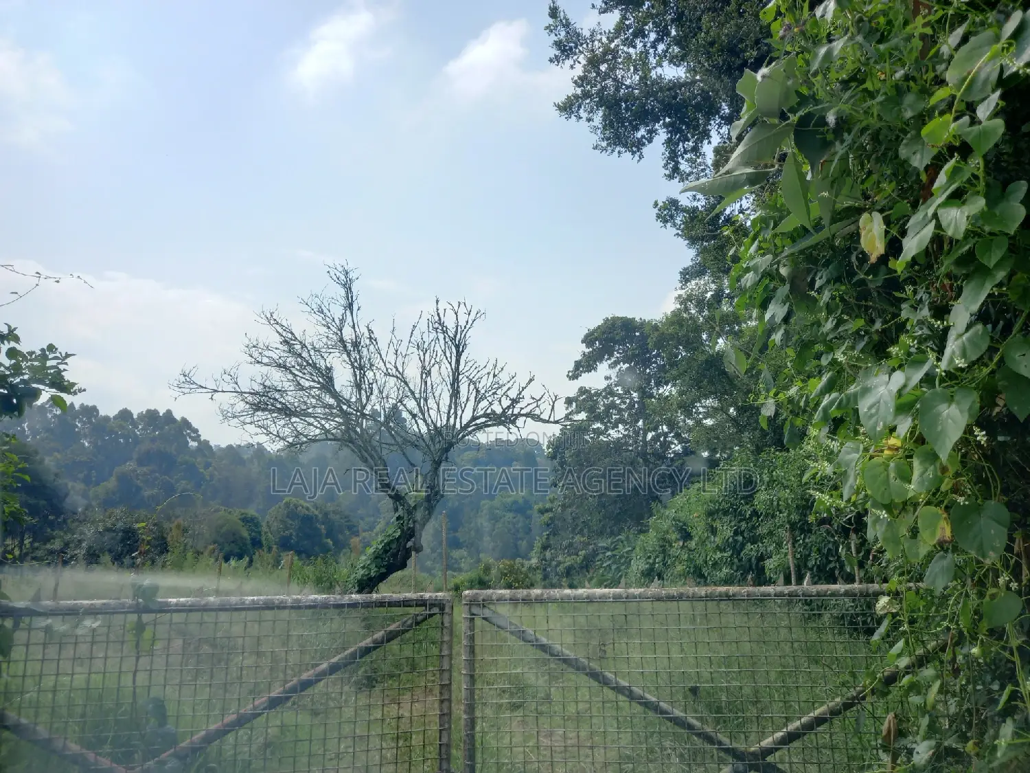 Tigoni Land Sale in Tigoni