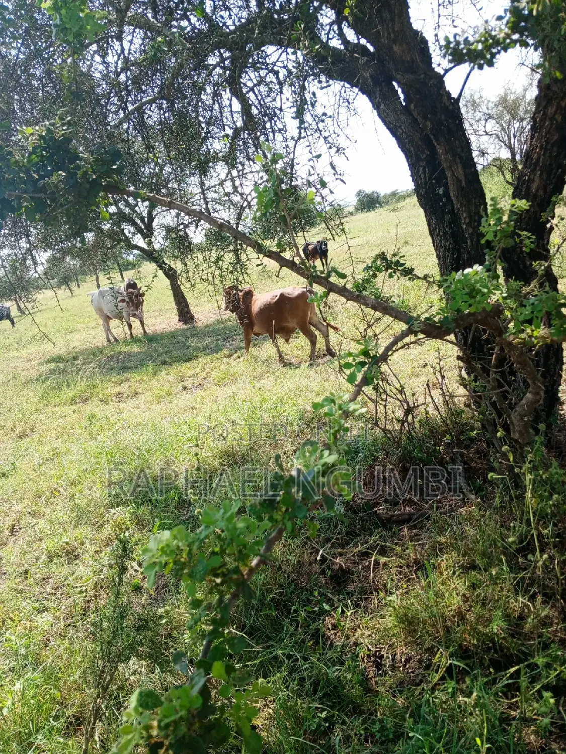 Spacious 3.5-Acre Land Available in Machakos Katumani in Machakos Town