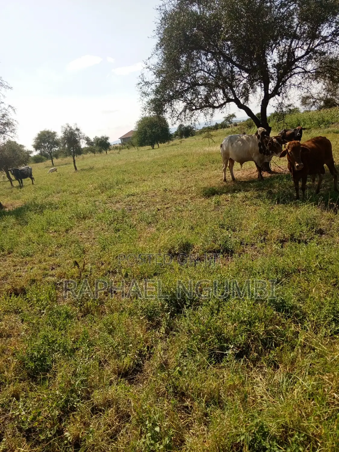 Spacious 3.5-Acre Land Available in Machakos Katumani in Machakos Town