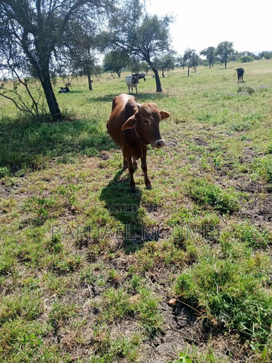 Spacious 3.5-Acre Land Available in Machakos Katumani in Machakos Town