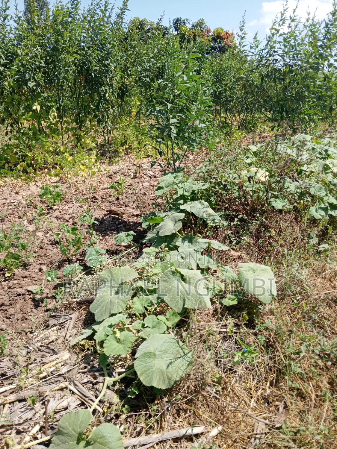 Two-Acre Plot Available in Machakos Vota Real Estate in Machakos Town