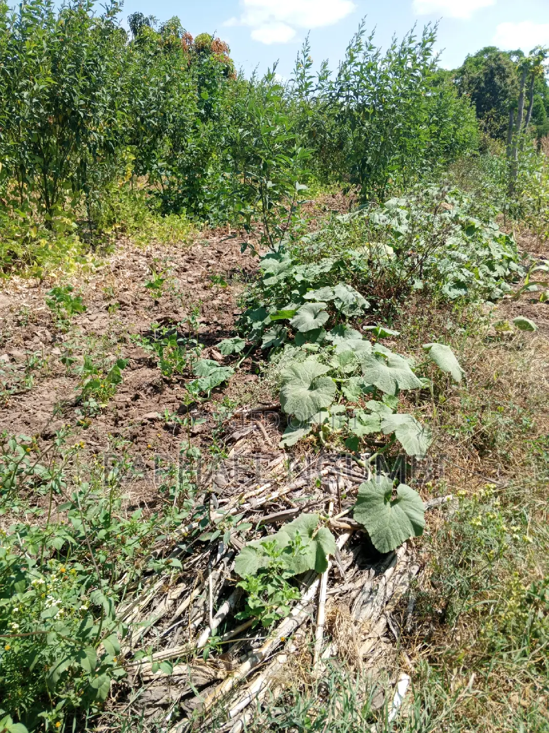 Two-Acre Plot Available in Machakos Vota Real Estate in Machakos Town