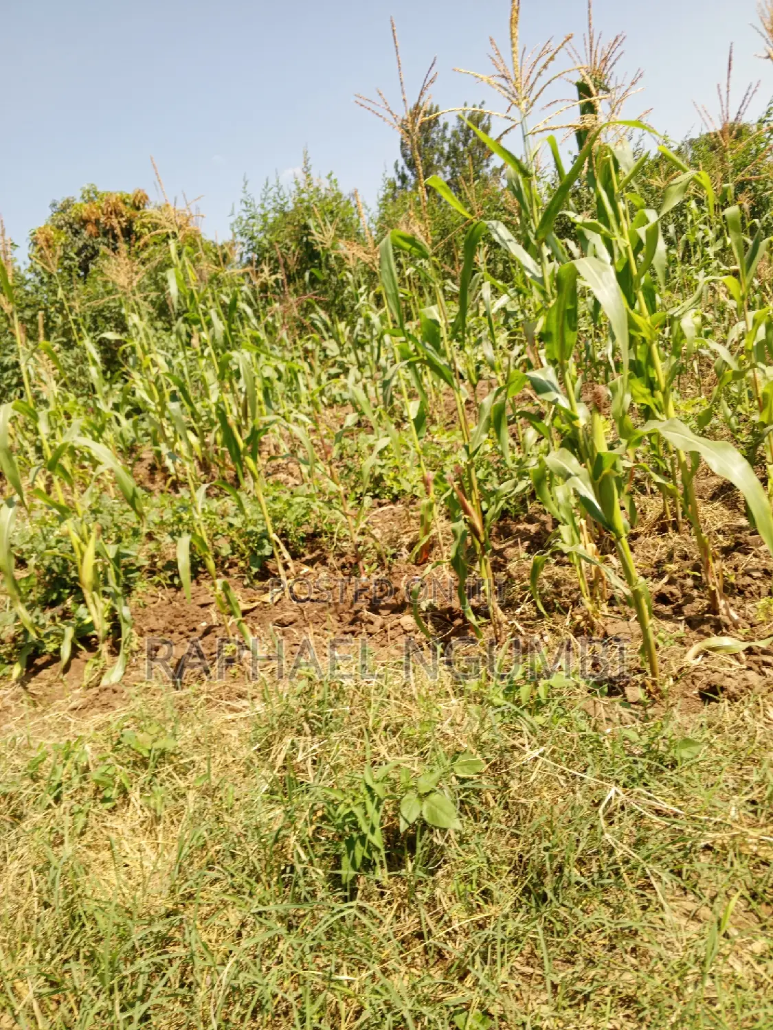 Two-Acre Plot Available in Machakos Vota Real Estate in Machakos Town