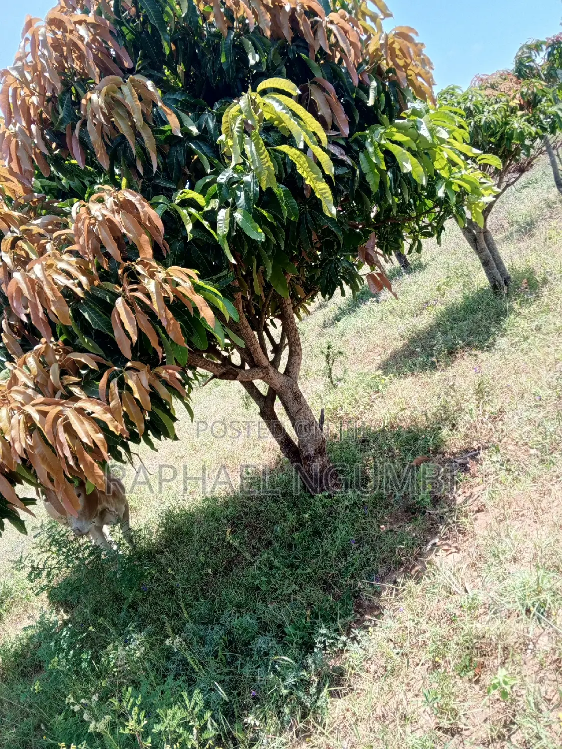 4-Acre Plot in Mua Mathatani: Ideal for Your Dream Project! in Mua