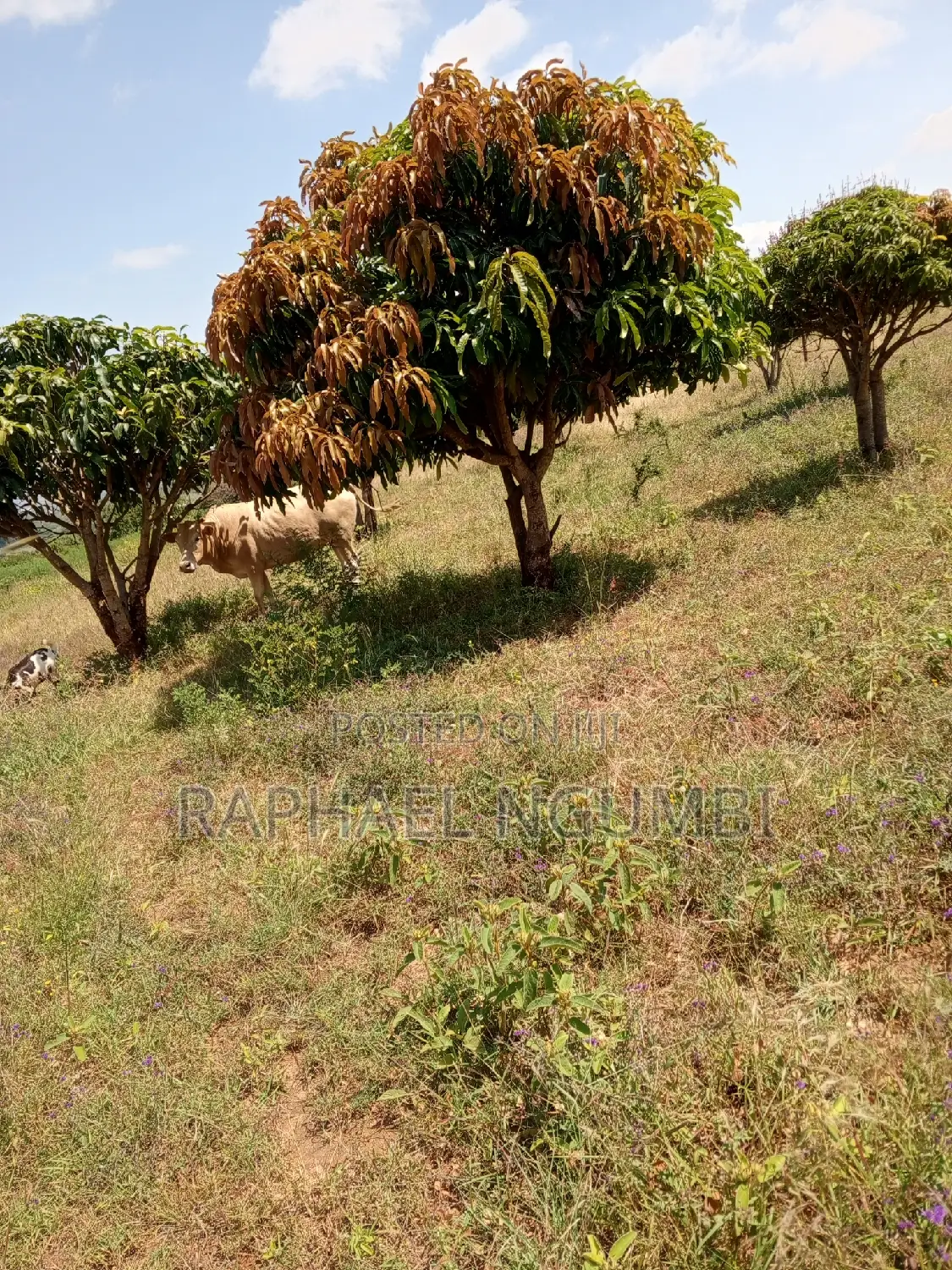 4-Acre Plot in Mua Mathatani: Ideal for Your Dream Project! in Mua