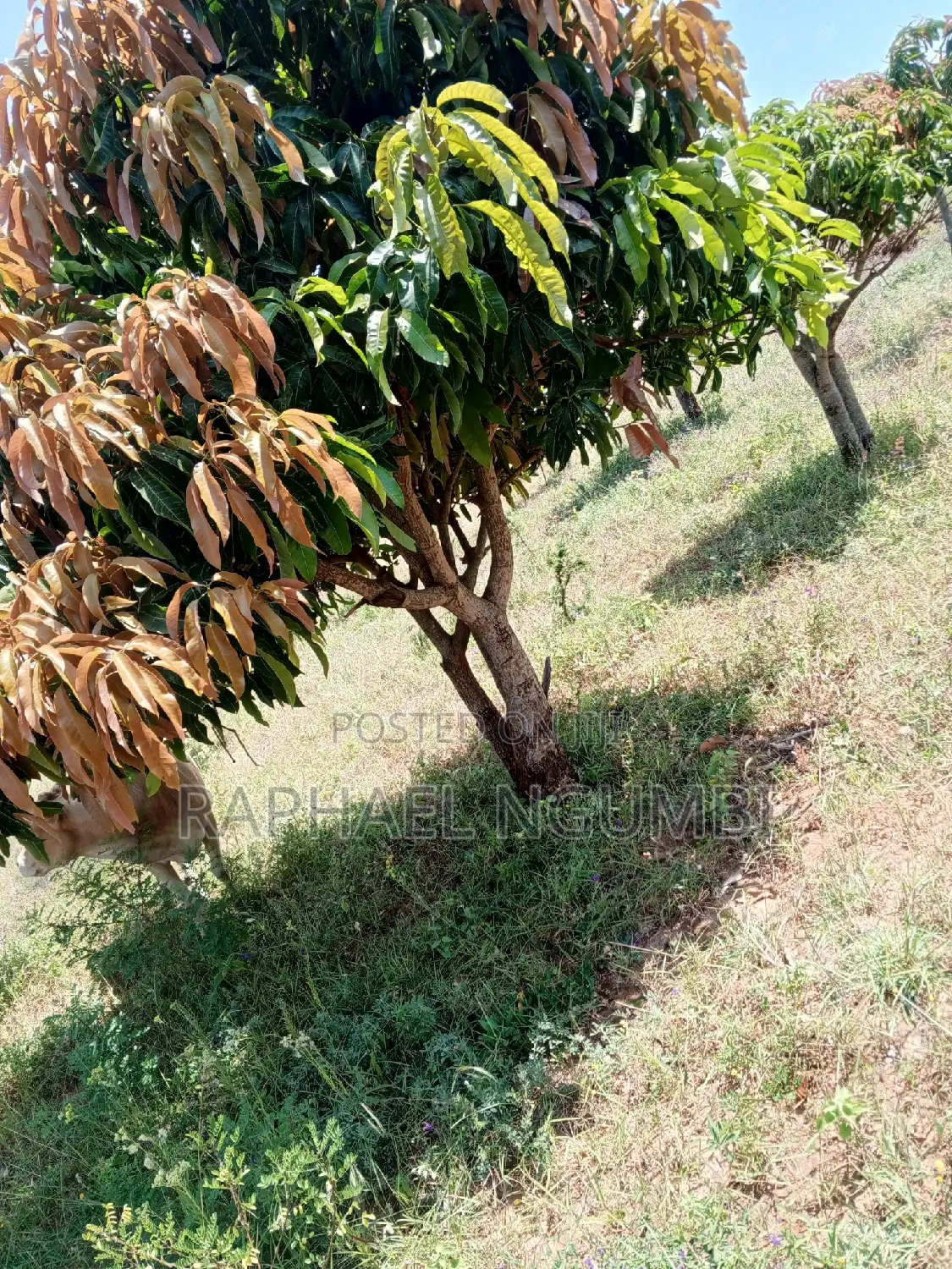 4-Acre Plot in Mua Mathatani: Ideal for Your Dream Project! in Mua
