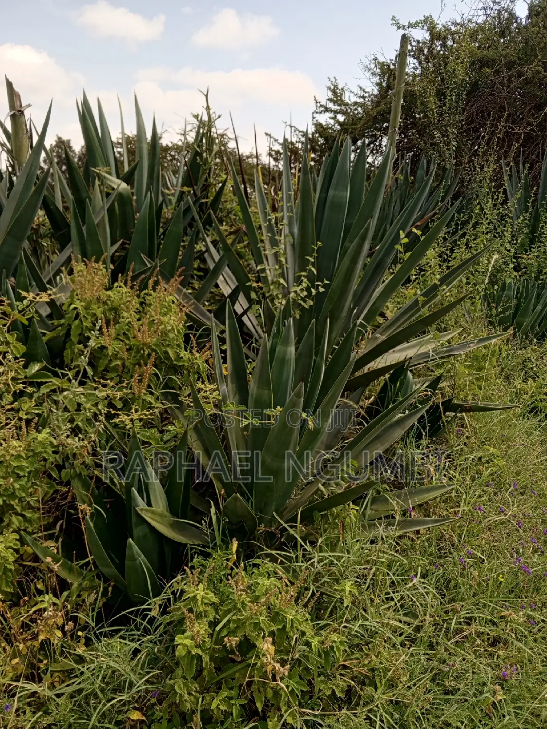 3-Acre Mua Hills Property for Sale in Mua