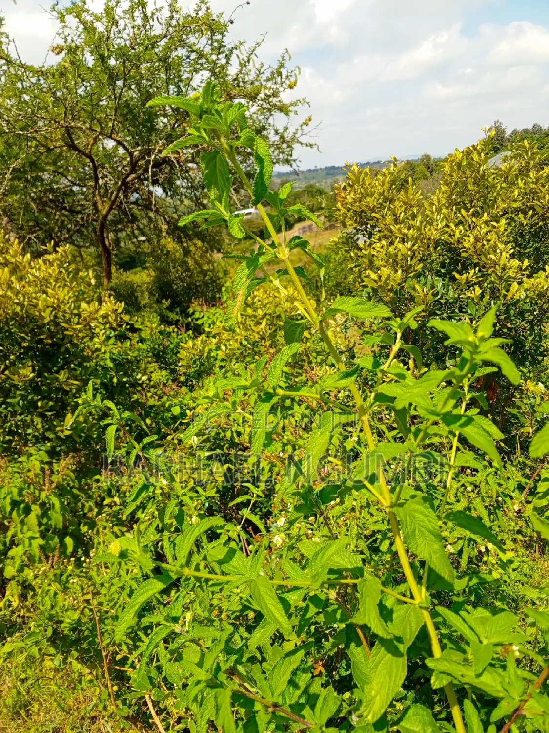 3-Acre Mua Hills Property for Sale in Mua