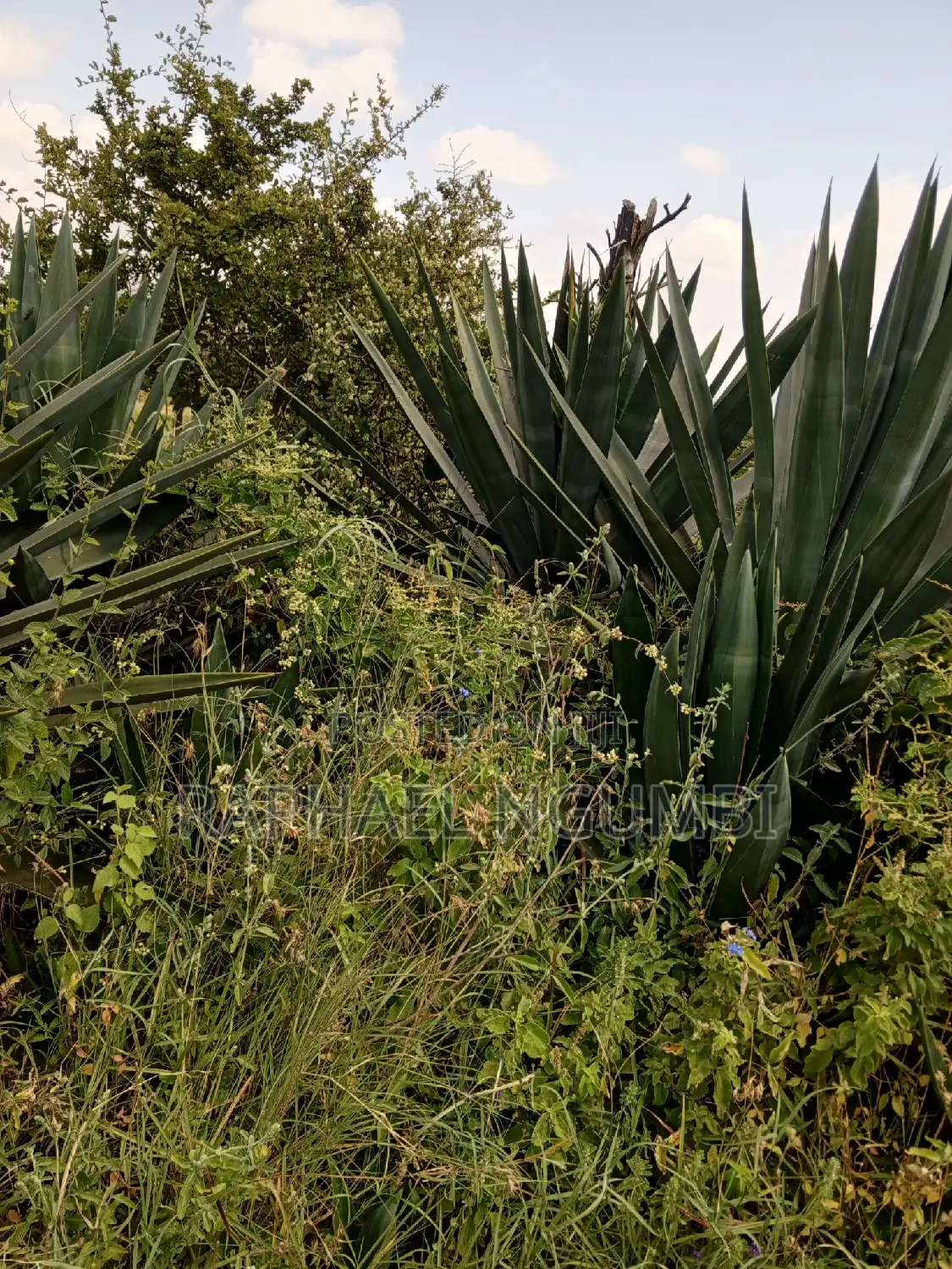 3-Acre Mua Hills Property for Sale in Mua