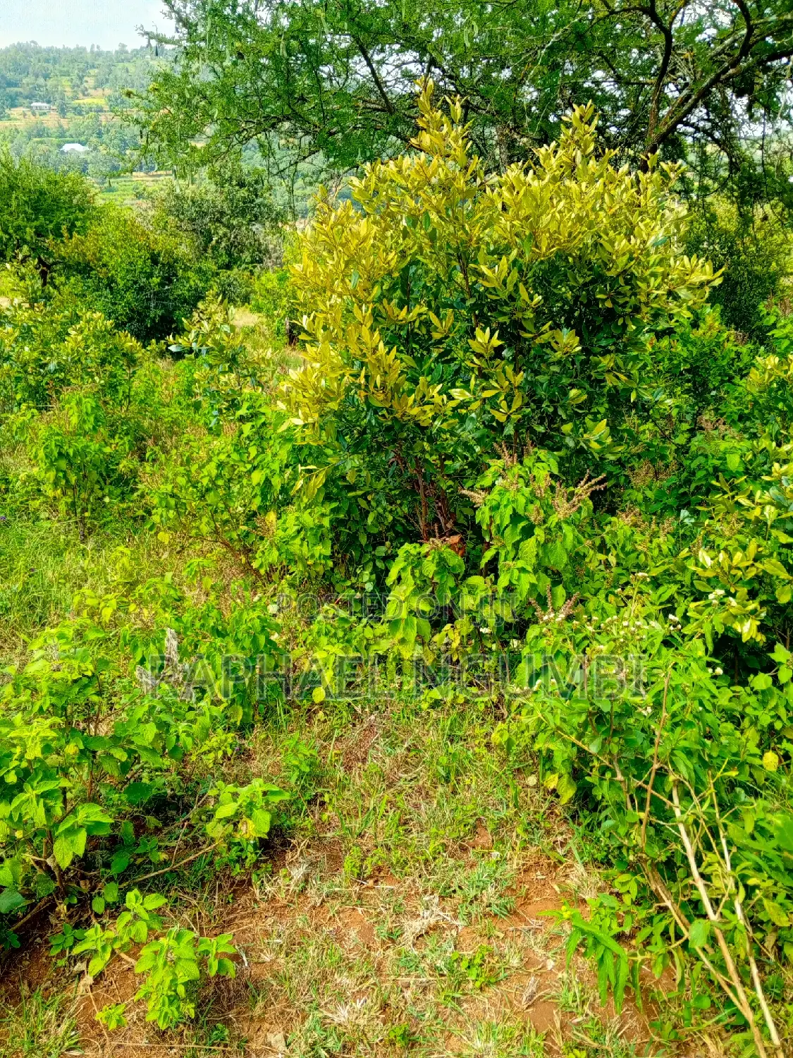Discover 5 Acres Land in Sonko Area: Ideal for Your Investment! in Mua