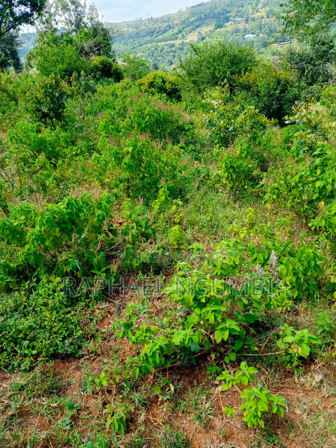 Discover 5 Acres Land in Sonko Area: Ideal for Your Investment! in Mua