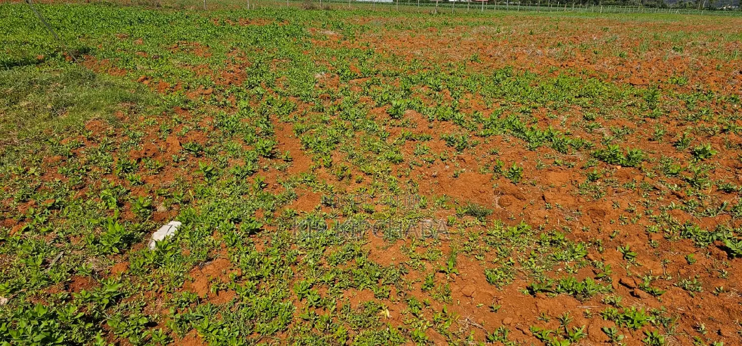 Find Your Dream Quarter Acre Plot in Chemaluk Marura, Eldoret Today in Kimumu