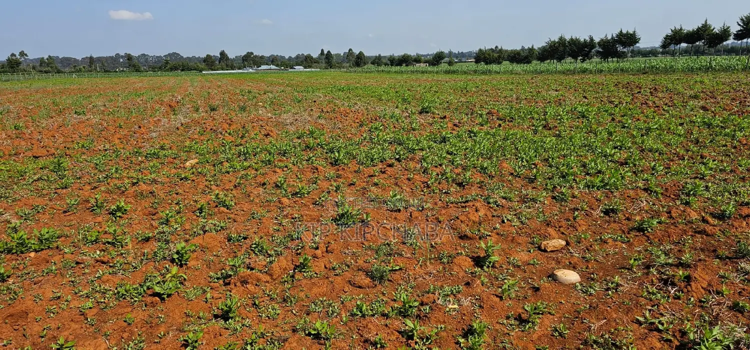 Find Your Dream Quarter Acre Plot in Chemaluk Marura, Eldoret Today in Kimumu